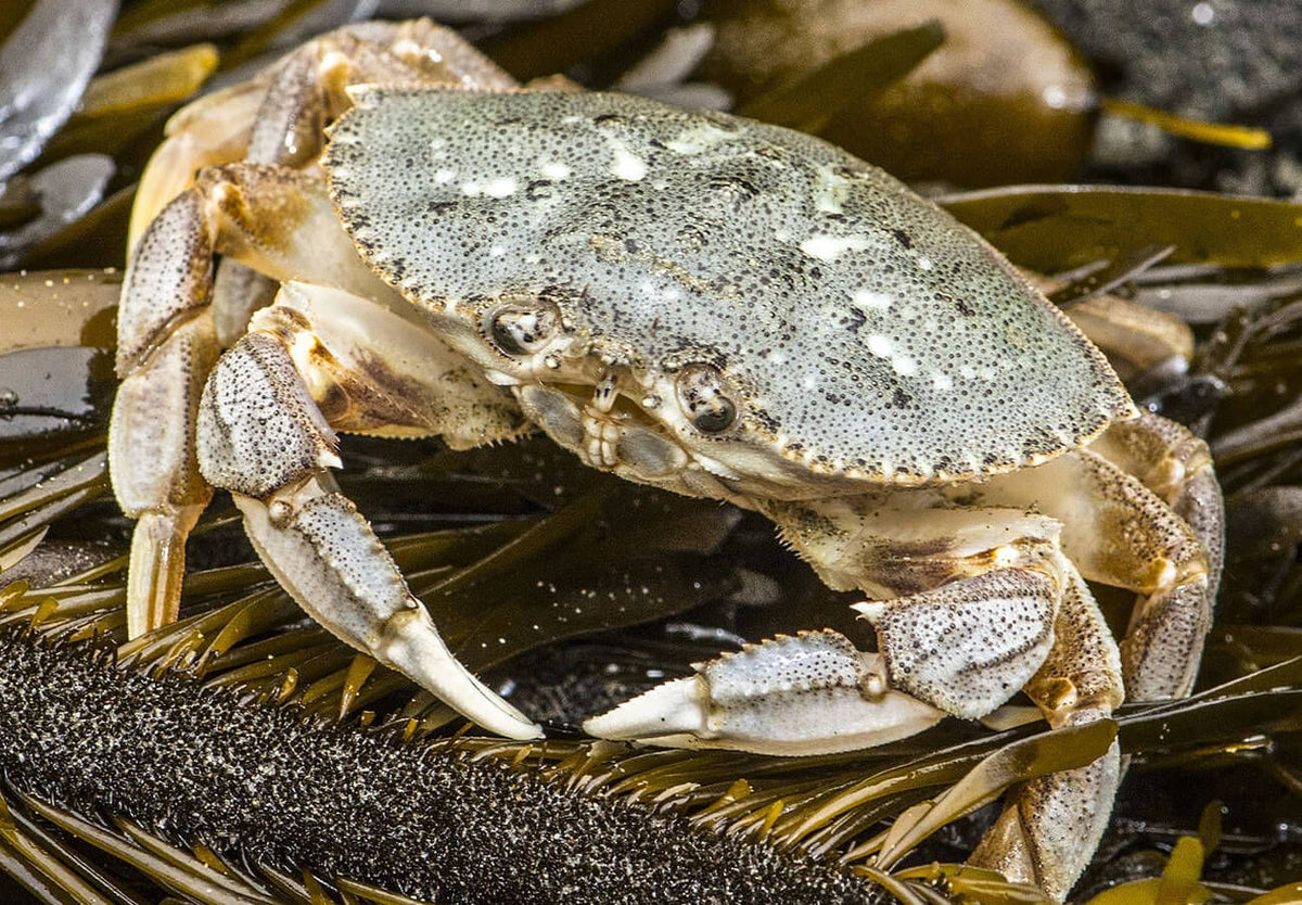 Top 10 Dungeness Crabbing Tips (#2 Is a MUST!) 