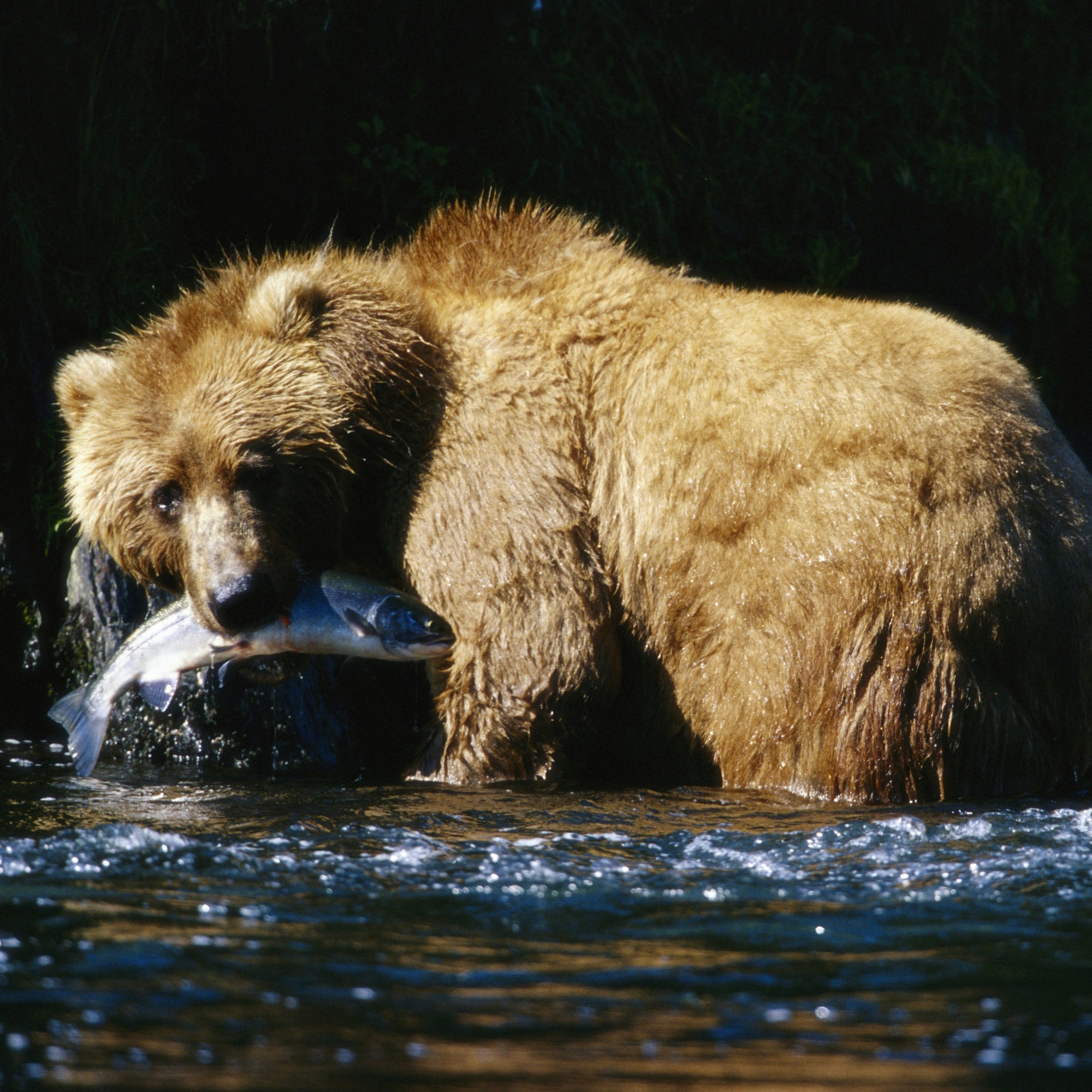 Happy National Alaska Salmon Day!