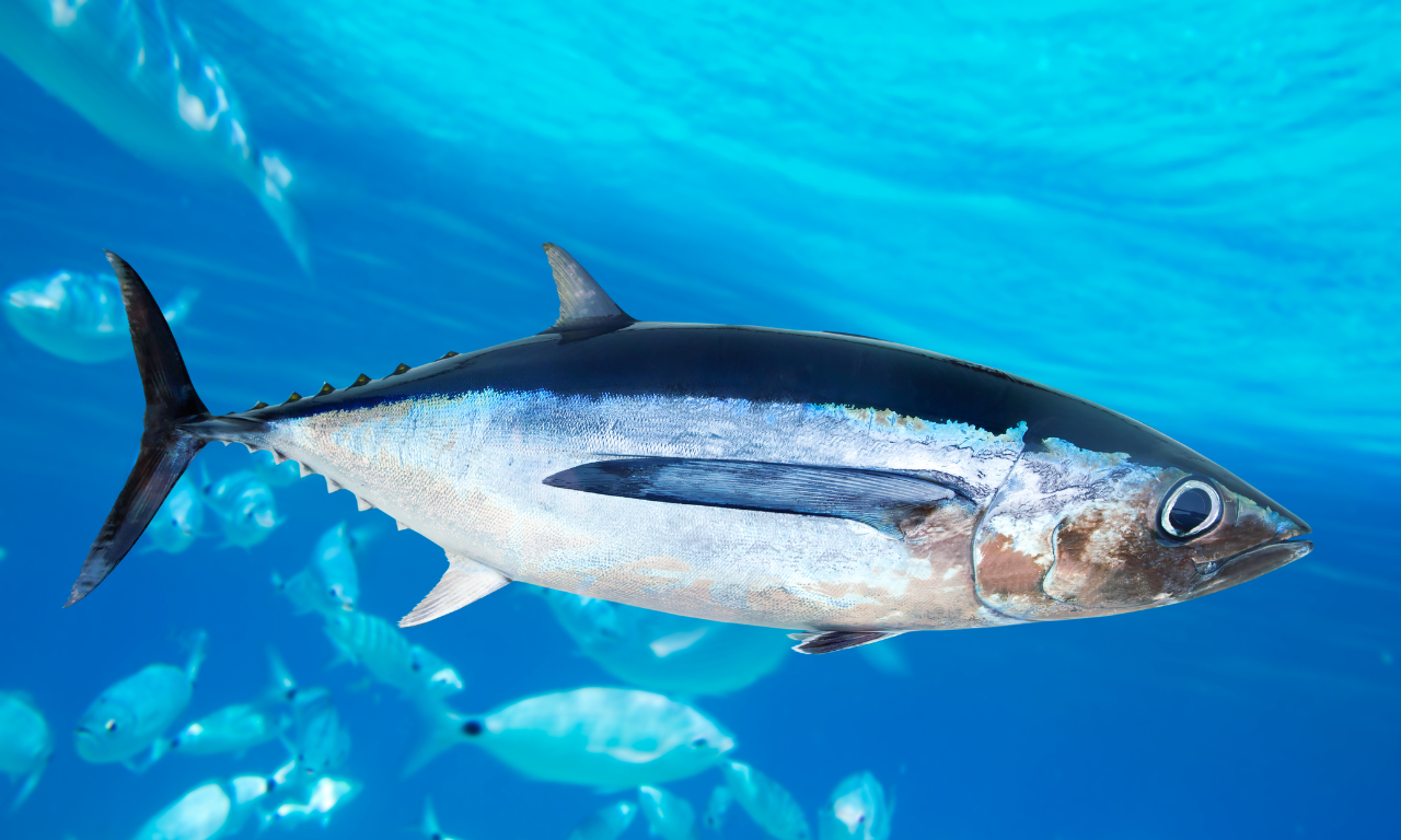 Is Tuna Fish Heart-Healthy?