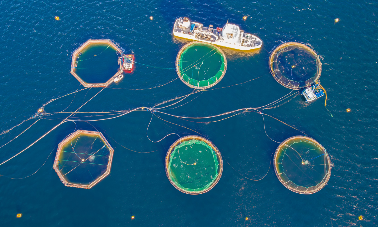 “Why Wild Works: A Note on Negative Impacts from Norway's Salmon Farming Industry”