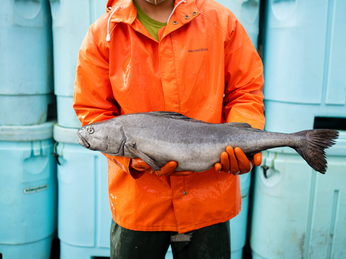 US seafood harvester holding a wild caught sablefish