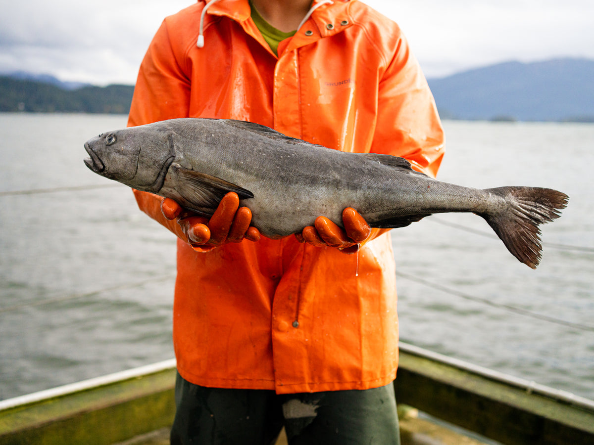 American seafood harvester holding a wild caught sablefish while standing on a boat at sea